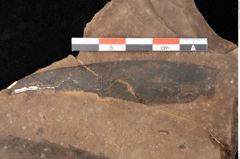 Foto (Detailsansicht) von Quercus palaeoilex Ettingshausen (NHMW-GEO-2024-0188-0924)